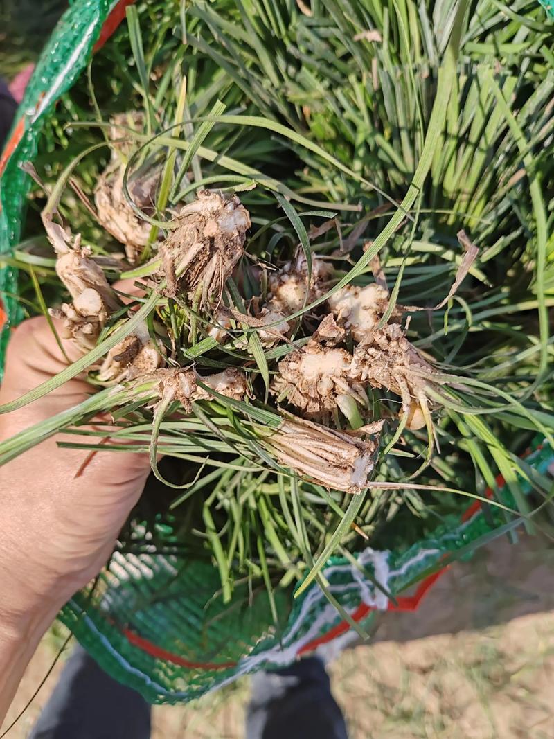 麦冬种植技术