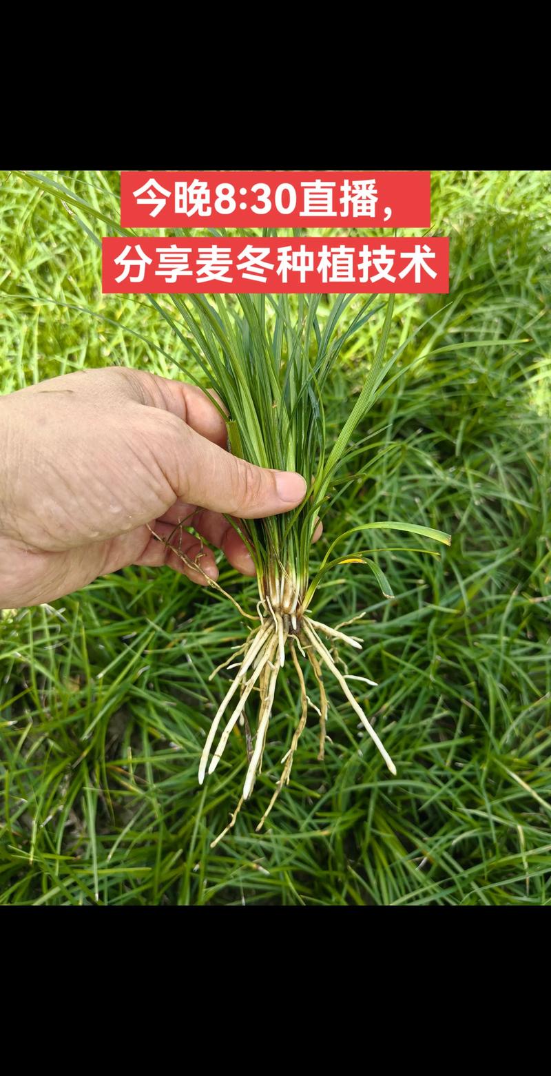 探寻麦冬产业的新风尚