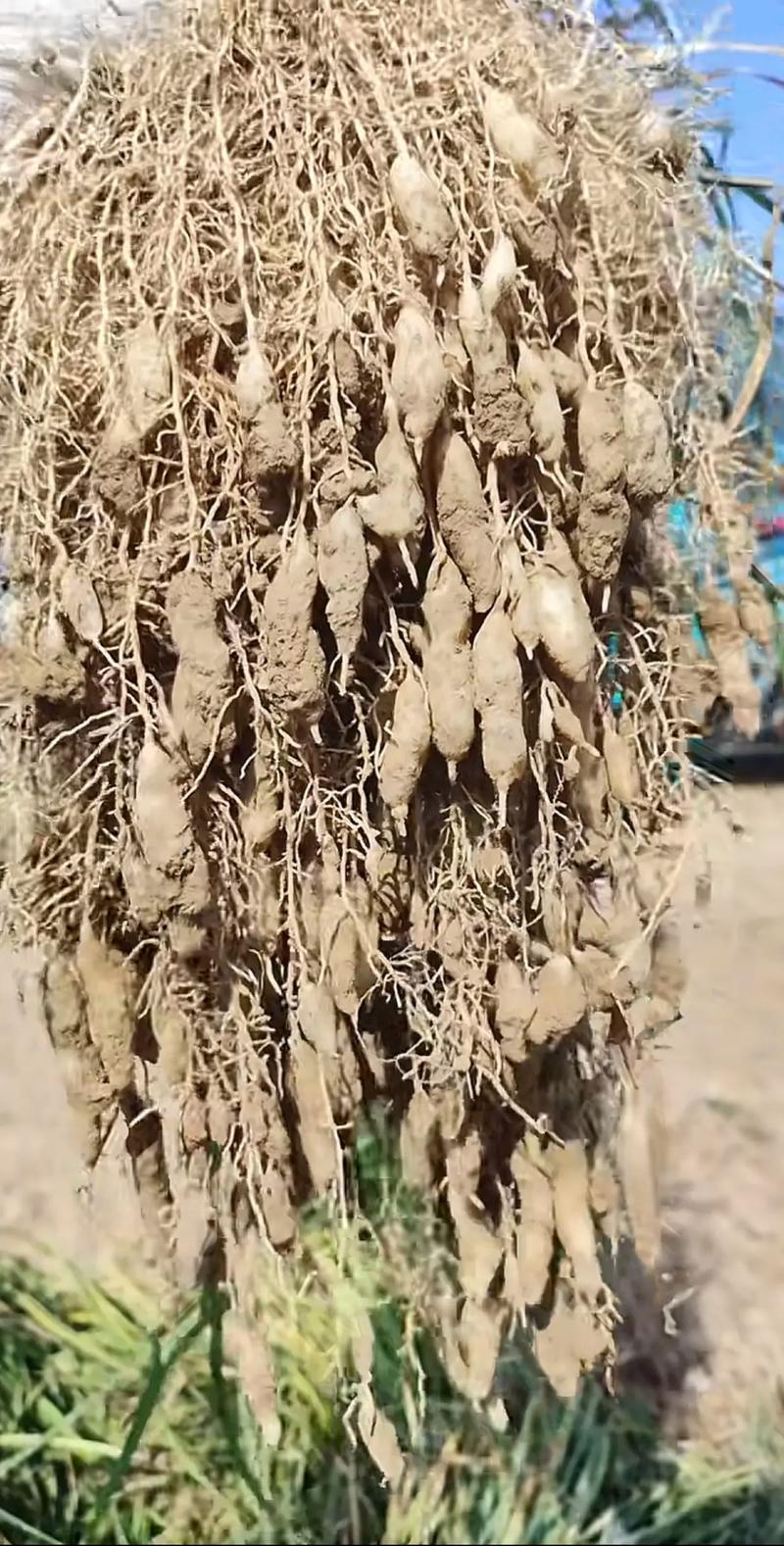 探寻麦冬产业背后的供应商